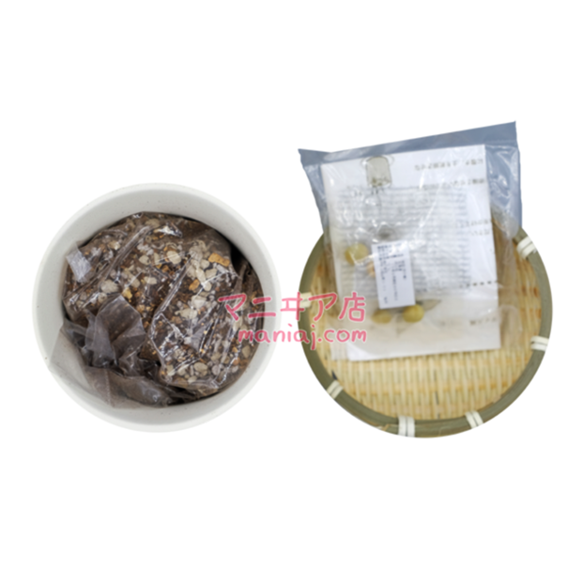 Branch Bean Planting Set (Pre-Order)