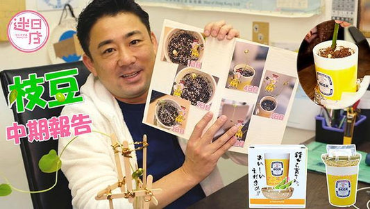 【枝豆栽培報告🌱】 - 迷日店 maniaj.com