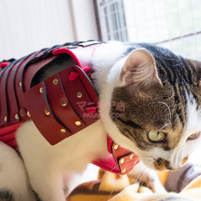 Handmade pet armor (for cats/small dogs) 